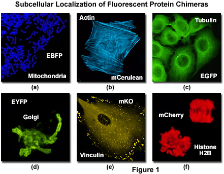 Olympus FluoView Resource Center: The Fluorescent Protein Color Palette