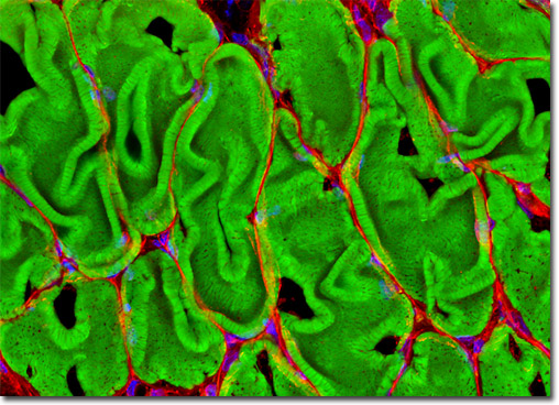 Rat Diaphragm Smooth Muscle Tissue