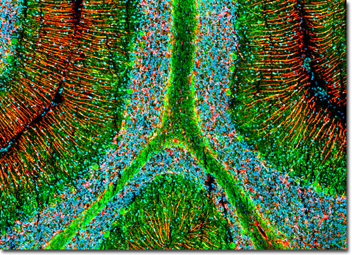 Cerebellum