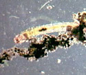 Chironomid