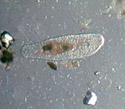 Spirostomum