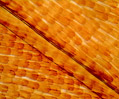 Butterfly Wing Scales