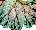 Fern Sporophyte
