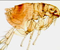 Flea (Ctenocephalides)
