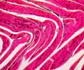 Frog Striated Muscle