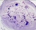 Human Male Chromosomes