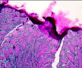 Mucous Colon Epithelial Tissue