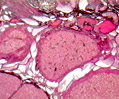 Corpus Luteum Thin Section