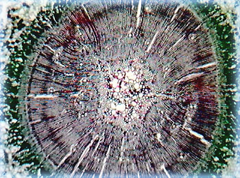 Pine Stem Thin Section