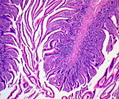 Primate Ileum Stained Thin Section