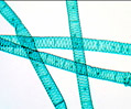 Filamentous Algae (Spirogyra)