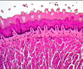 Tongue Muscle Stained Thin Section