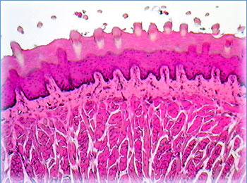 Tongue Muscle Stained Thin Section