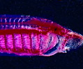 Lamprey Larva (Ammocoetes)