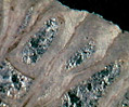 Cnidaria Fossil