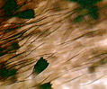 Dead Leaf Butterfly Wing