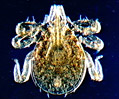 Deer Tick (Ixodes dammini) Larvae