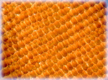 Monarch Butterfly (Danaus plexippus) Wing