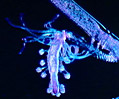 Pennaria Hydrozoa