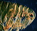 Human Flea (Pulex irritans)