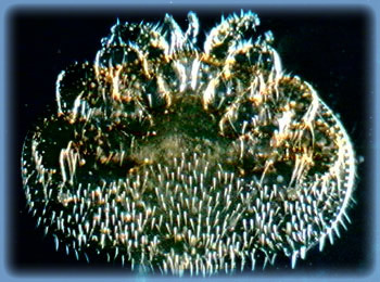 Varroa Mite (Varroa jacobsoni)