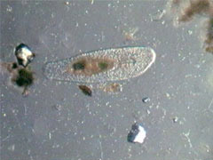 Spirostomum (Protozoa)