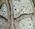 Ancient Cnidaria Fossil