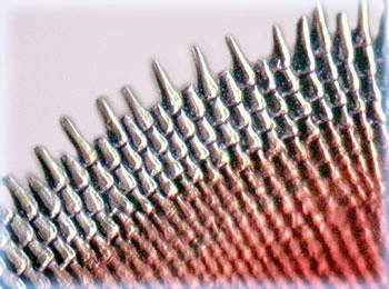 Ctenoid Fish Scales