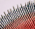 Ctenoid Fish Scales