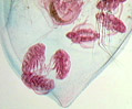 Water Flea (Daphnia)