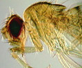 Fruit Fly (Drosophila melanogaster)