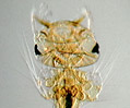 Mosquito Larva