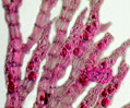 Polysiphonia Red Algae