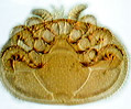 Varroa Mite (Varroa jacobsoni)