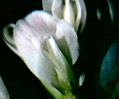 White Clover (Trifolium repens)

