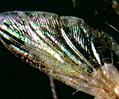 House Fly (Musca domestica) Wing