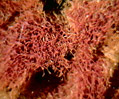 Grass Sponge (Spongia species)