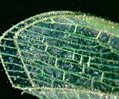Common Green Lacewing
