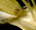 Japanese Honeysuckle (Lonicera japonica)

