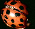 Ladybug (Hippodamia species)
