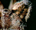 Jumping Spider (Phidippus species)
