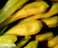 Marigold (Tagetes species)
