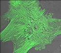 African Mongoose Cells with EYFP Actin