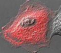 Rabbit Kidney Cells with mCherry Actinin