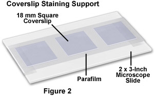 Coverslip Staining Support