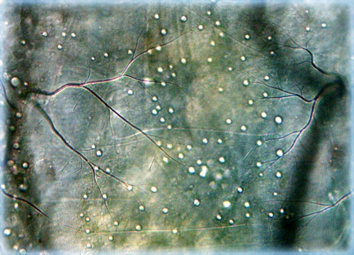 Chironomid Fly Larva