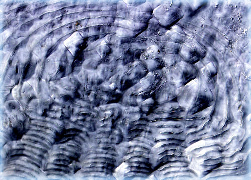 Ctenoid Fish Scale