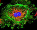 Pulmonary Artery Cells Triple Labeled with MitoTracker Red CMXRos, BODIPY FL, and TO-PRO-3
