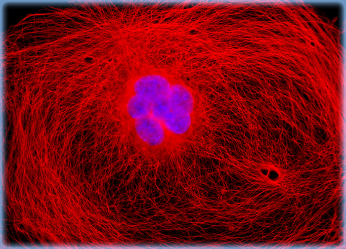 Transformed African Green Monkey Kidney Fibroblast Cells (COS-7 Line)