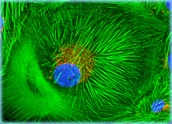 Normal African Green Monkey Kidney Fibroblast Cells (CV-1 Line)